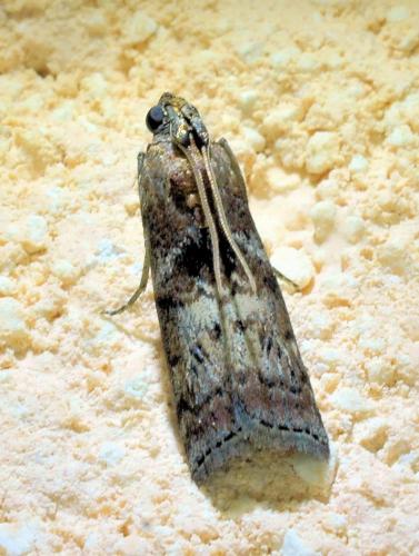 Réf. 334 878 : Phycita roborella